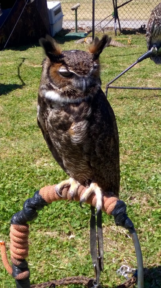 Owl at Medieval Fair in Norman 8
