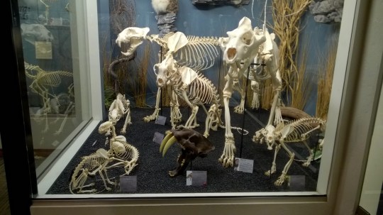 Cat skeletons