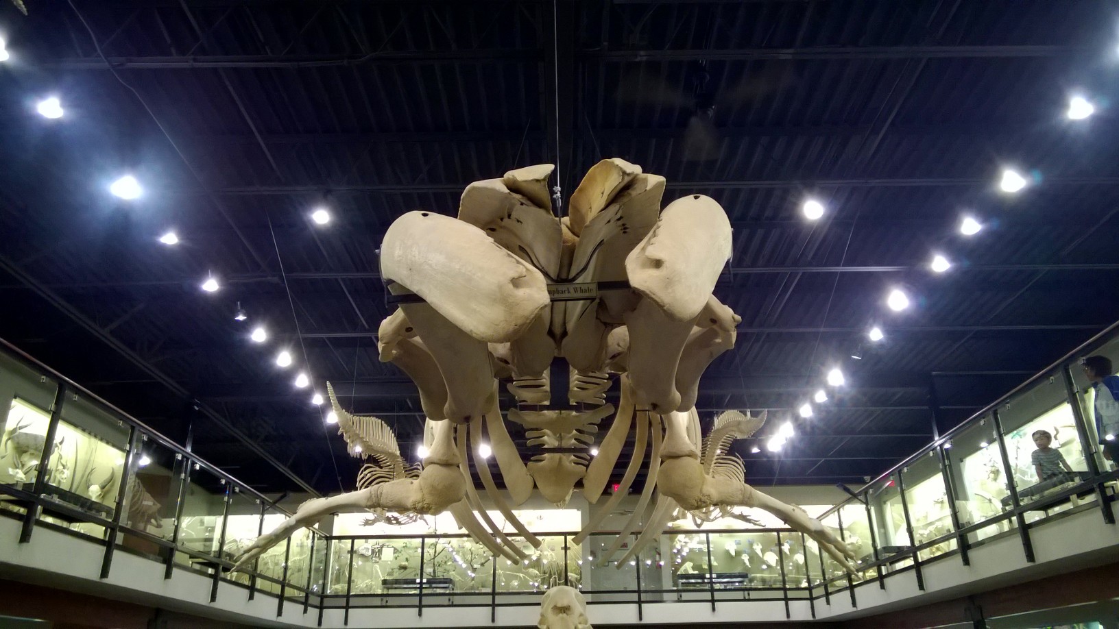 Whale skeleton 2